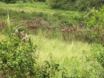 Plants growing in field