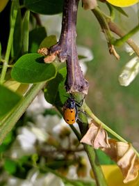 Close-up of ladybug on flower