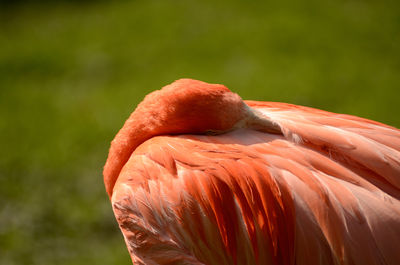 Close-up of bird