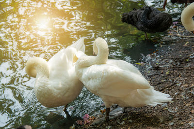 High angle view of swans swimming in lake