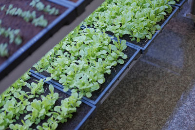 High angle view of potted plants in greenhouse