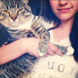 domestic cat