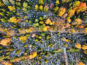 Full frame shot of trees during autumn