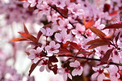 Close-up of pink cherry blossoms