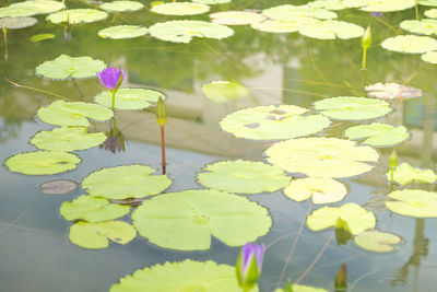Close-up of lotus water lily in pond