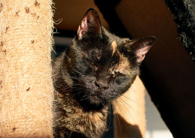 Close-up of a cat with eyes closed