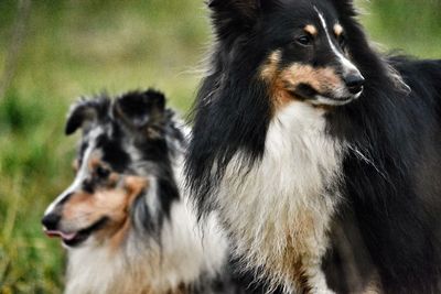 Close-up of dog