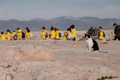 Cat and a group of people at seaside against sky