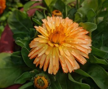 Close-up of orange flower