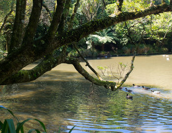 Ducks swimming in river