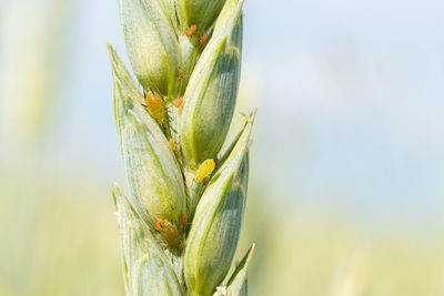 Close-up of succulent plant