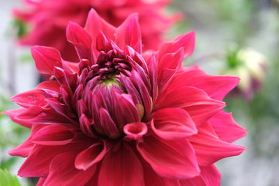 Close-up of pink dahlia