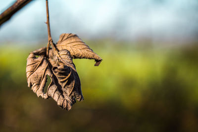 Close-up of dry leaf