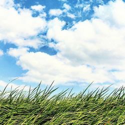 grass