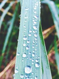 Close-up of drops on leaf