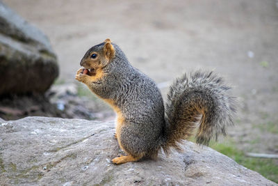 Squirrel on rock