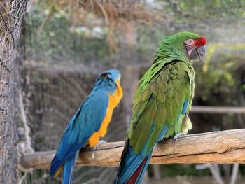 Close-up of parrots perching on branch