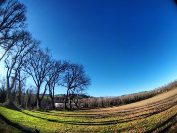 Scenic view of agricultural field against clear blue sky