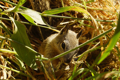 Close-up of squirrel amidst plant