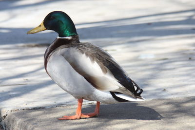 Close-up of mallard duck on the beach