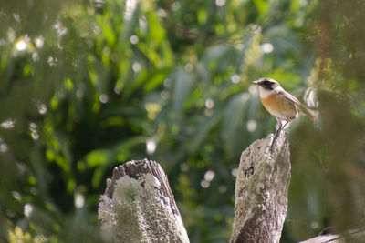 Close-up of bird perching on leaf