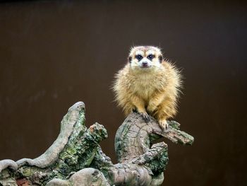 Close-up of an animal on rock