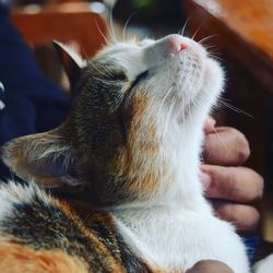 Close-up of hand feeding cat