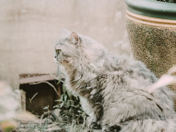 Side view from beauty gray persian cat with long hair sit in garden with soft focus background