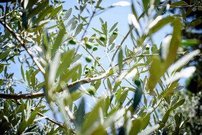 Close-up of tree branch