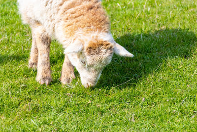 Full length of a sheep on field