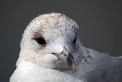 Close-up portrait of bird 