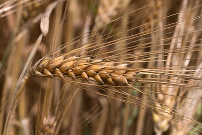 Close-up of wheat growing on field