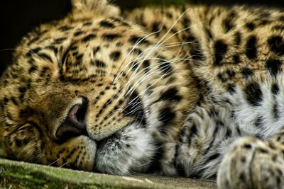 Close-up of jaguar sleeping outdoors