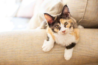 Portrait of cat resting on sofa