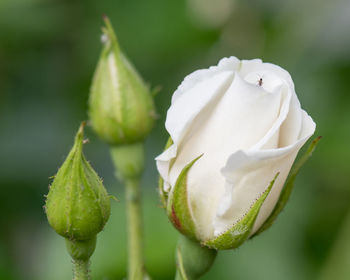 Close-up of white flowers