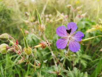 Close-up of purple flowering plants on field