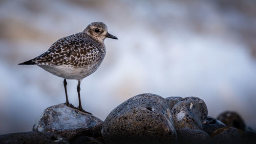 Close-up of bird perching on rock