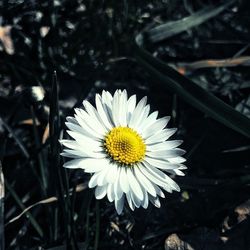 Close-up of white daisy flower