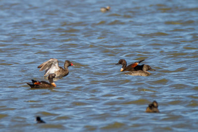 Ducks swimming in lake