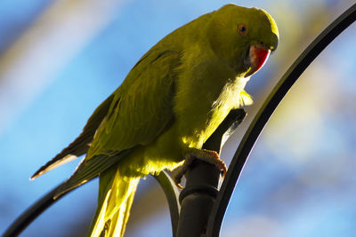 Low angle view of parrot perching on leaf