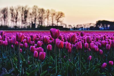 Close-up of pink crocus flowers growing in field