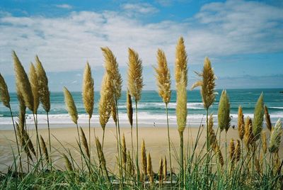 Panoramic shot of palm trees on beach against sky