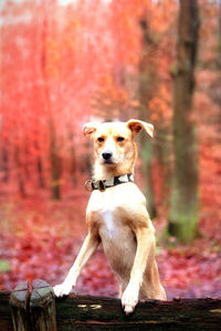 Portrait of dog standing on wood