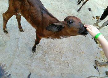Full length of hand feeding