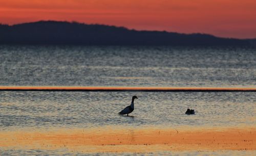 Goose standing in sundown reflecting flat water 