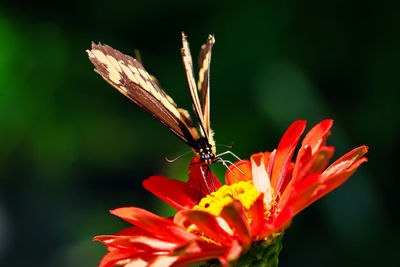 Close-up of butterfly pollinating on flower