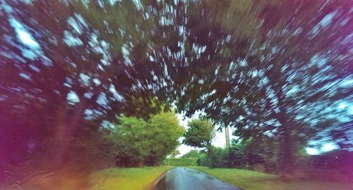 Road along trees