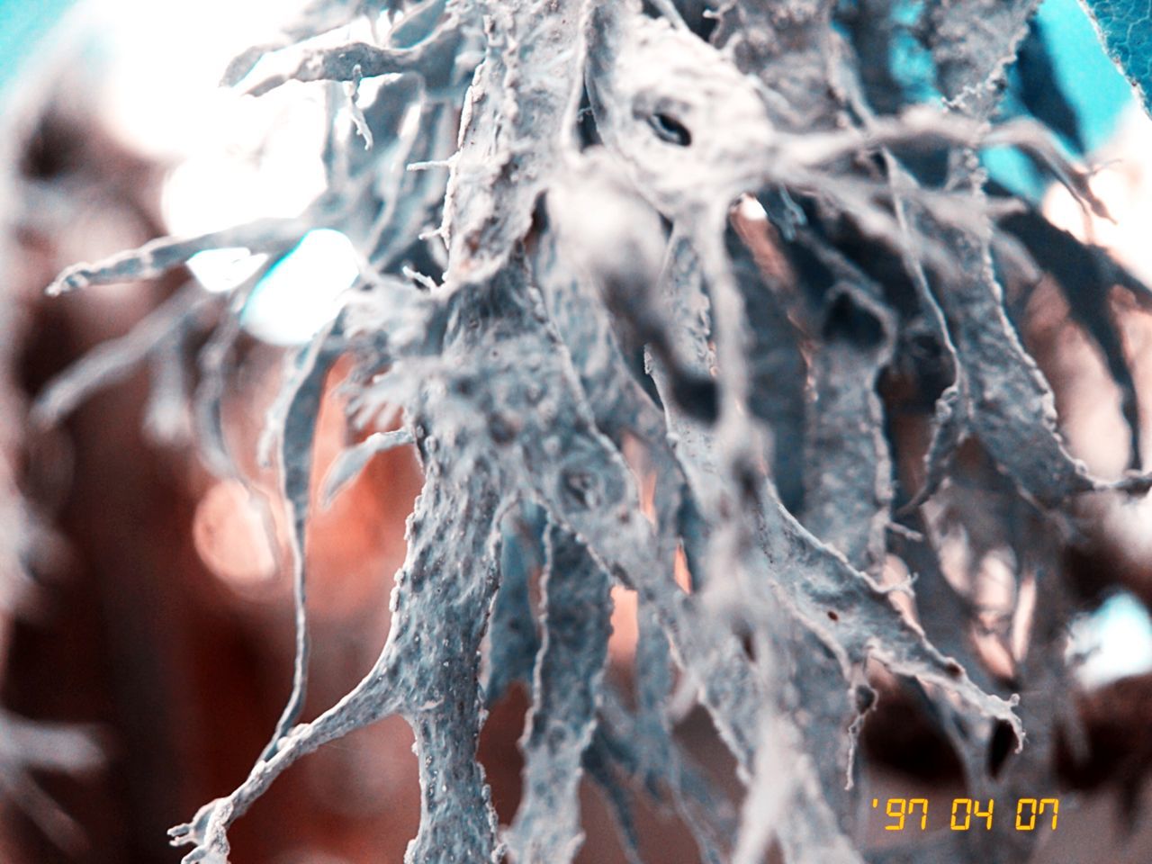 close-up, ice, full frame, frozen, no people, cold temperature, day, outdoors, nature, backgrounds, water, healthy eating