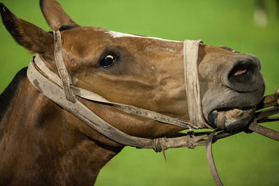 Close-up of horse