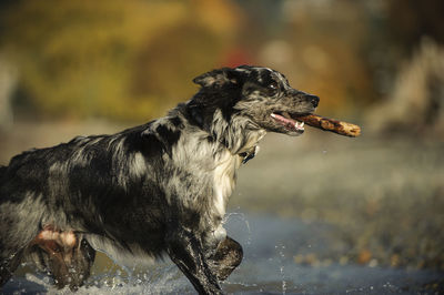 Australian shepherd carrying stick in mouth while running in lake